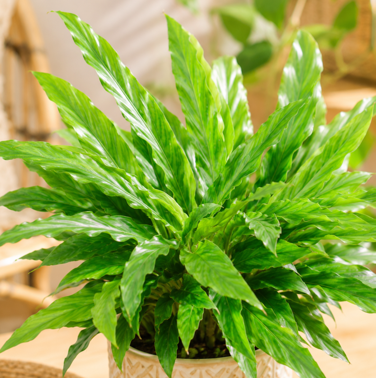 Calathea rufibarba 'Blue Grass' ~ 15cm