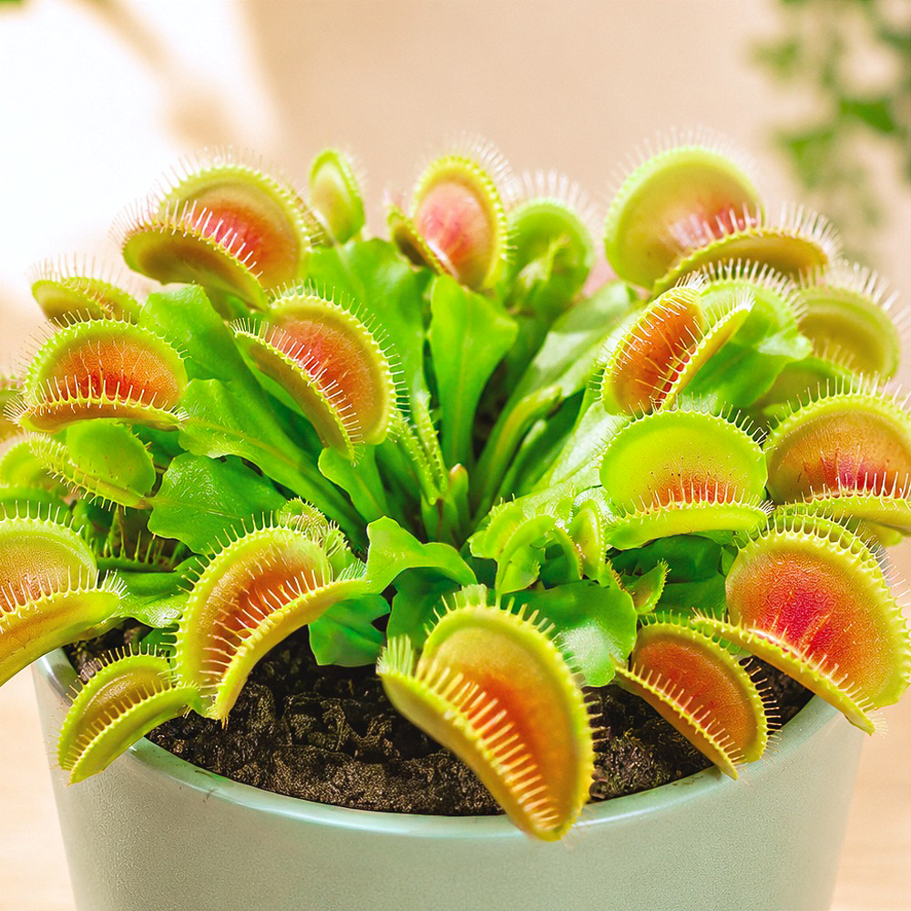 Dionaea muscipula 'Red Green' ~ 8cm