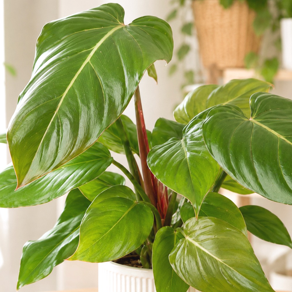 Philodendron 'Summer Glory' ~ 35cm