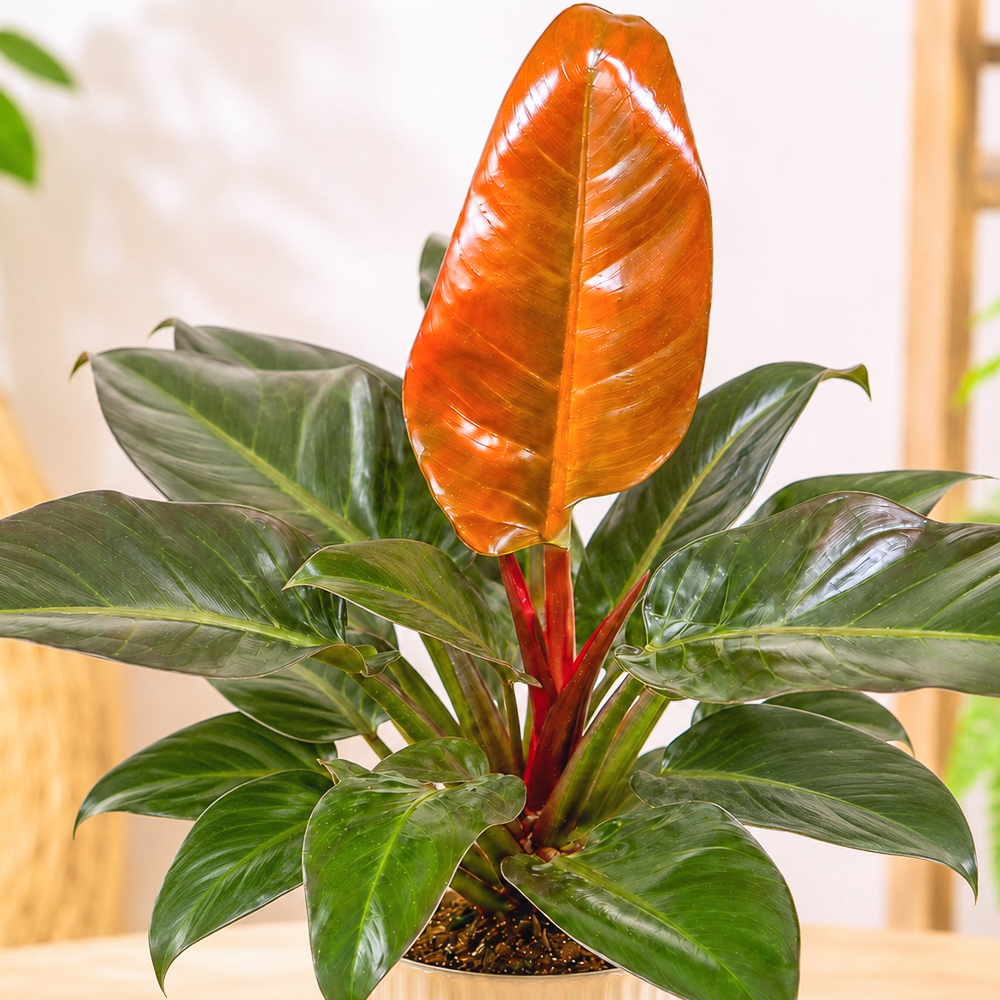Philodendron 'Imperial Red' ~ 40cm