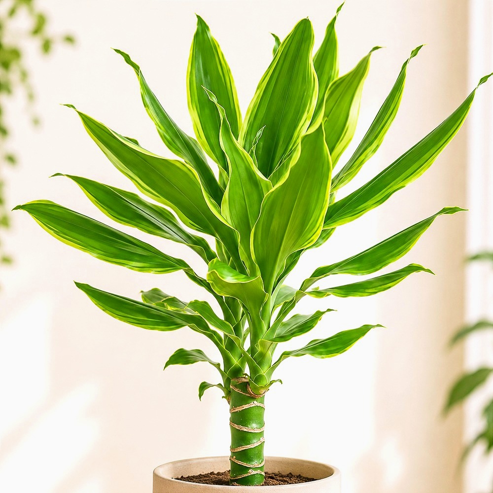 Dracaena fragrans 'Golden Coast' ~ 40cm