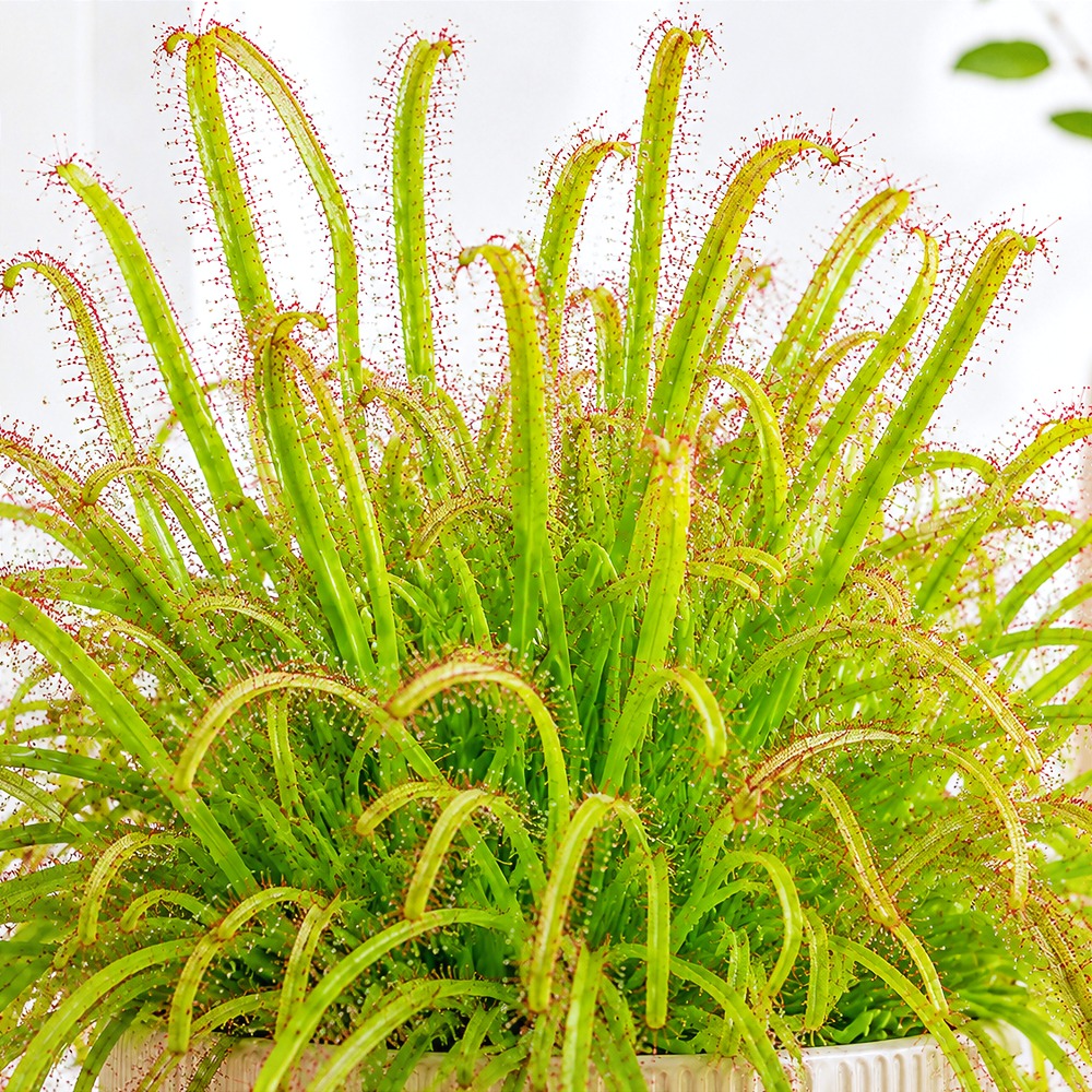 Drosera capensis ~ 12cm