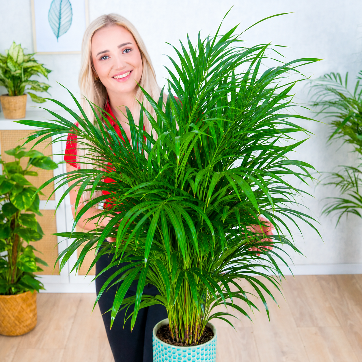 Areca 'Dypsis lutescens' ~ 80cm