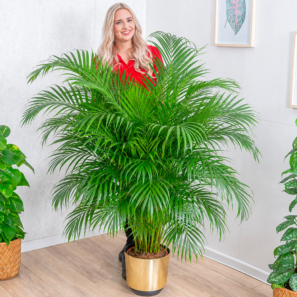 Areca 'Dypsis lutescens' ~ 150cm