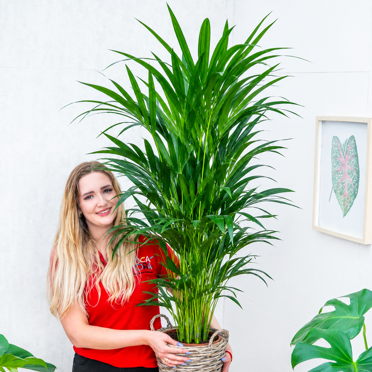 Howea forsteriana ~ 100cm
