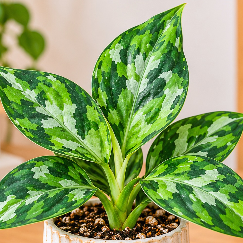 Aglaonema 'Pictum Tricolor' ~ 10cm