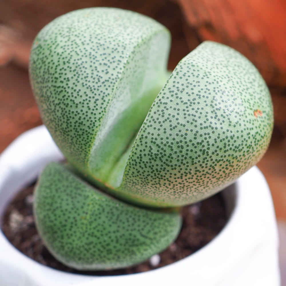 Pleiospilos nelii ~ 5cm