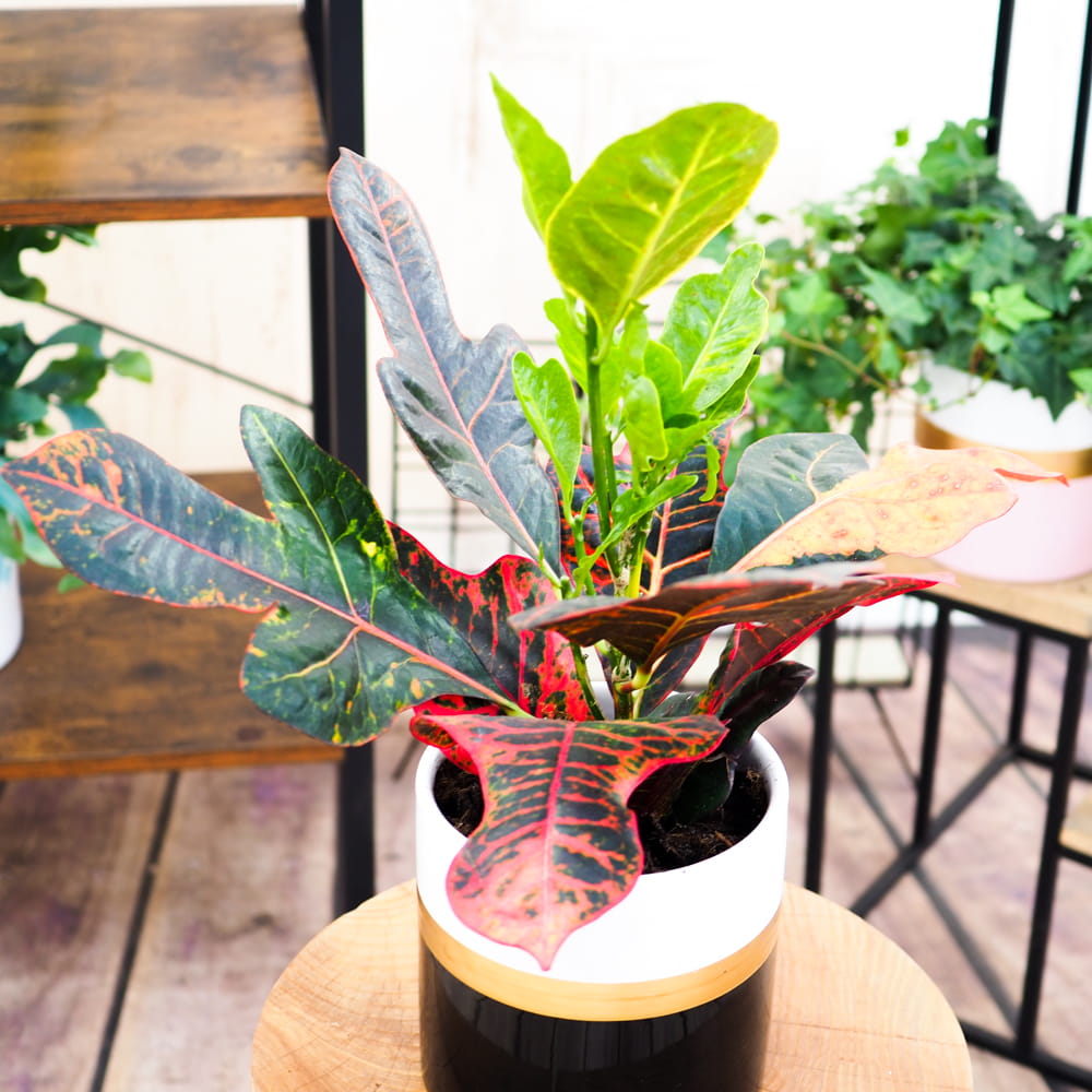 Codiaeum variegatum 'Excellent'  ~ 35cm