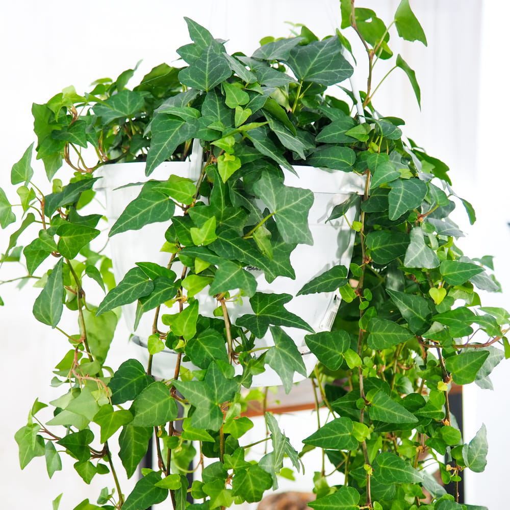 Hedera helix 'Anna' ~ 60cm