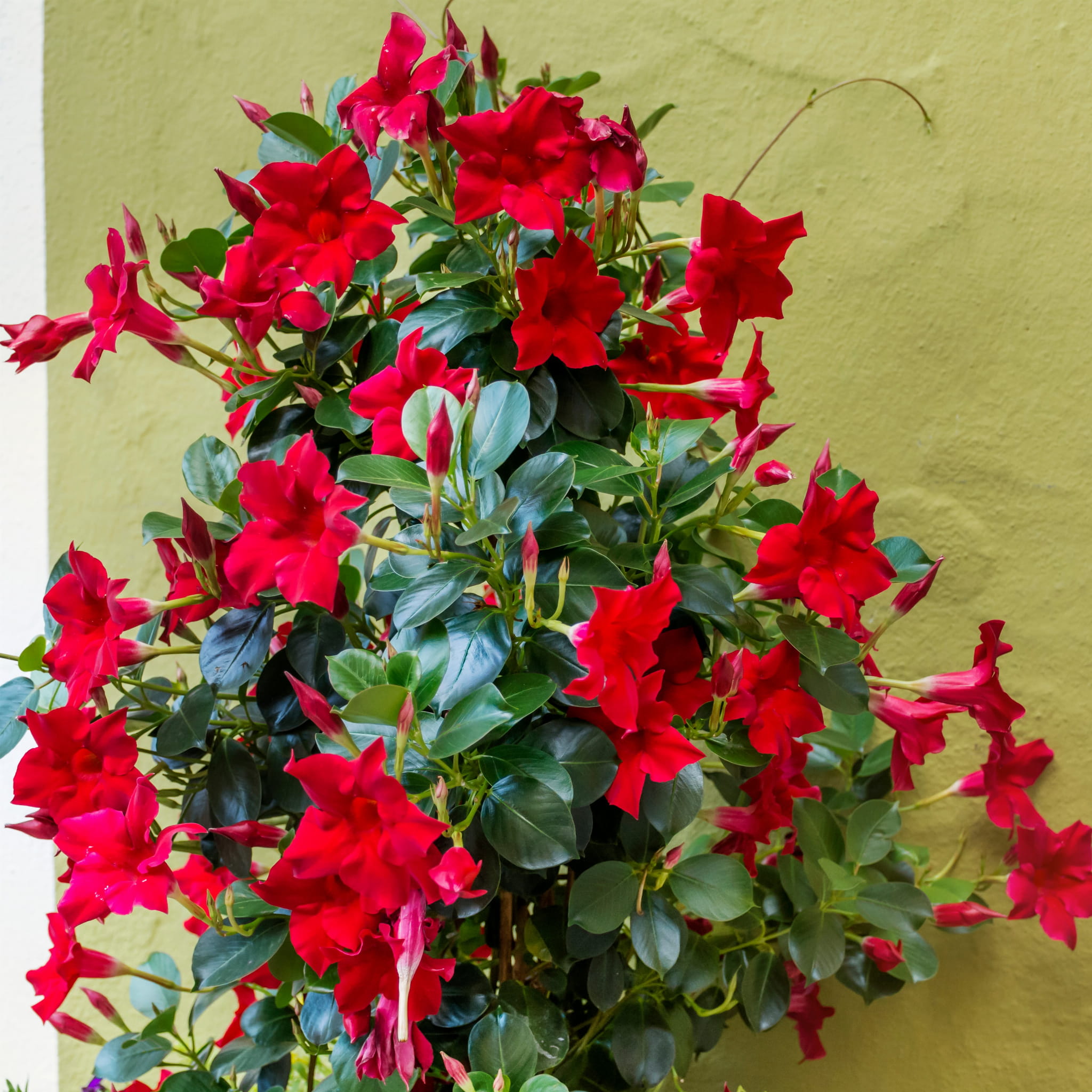 Mandevilla 'Rio' ~ 25cm
