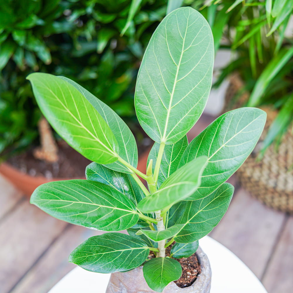 Ficus benghalensis 'Audrey' ~ 30cm