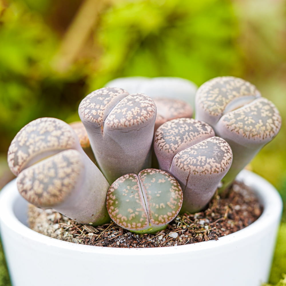 Lithops ~ 10cm