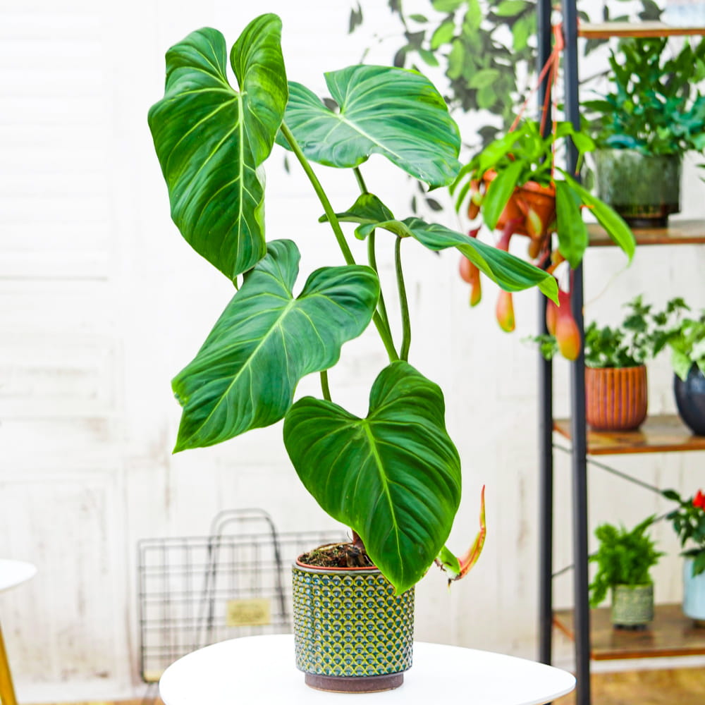 Philodendron gloriosum ~ 35cm