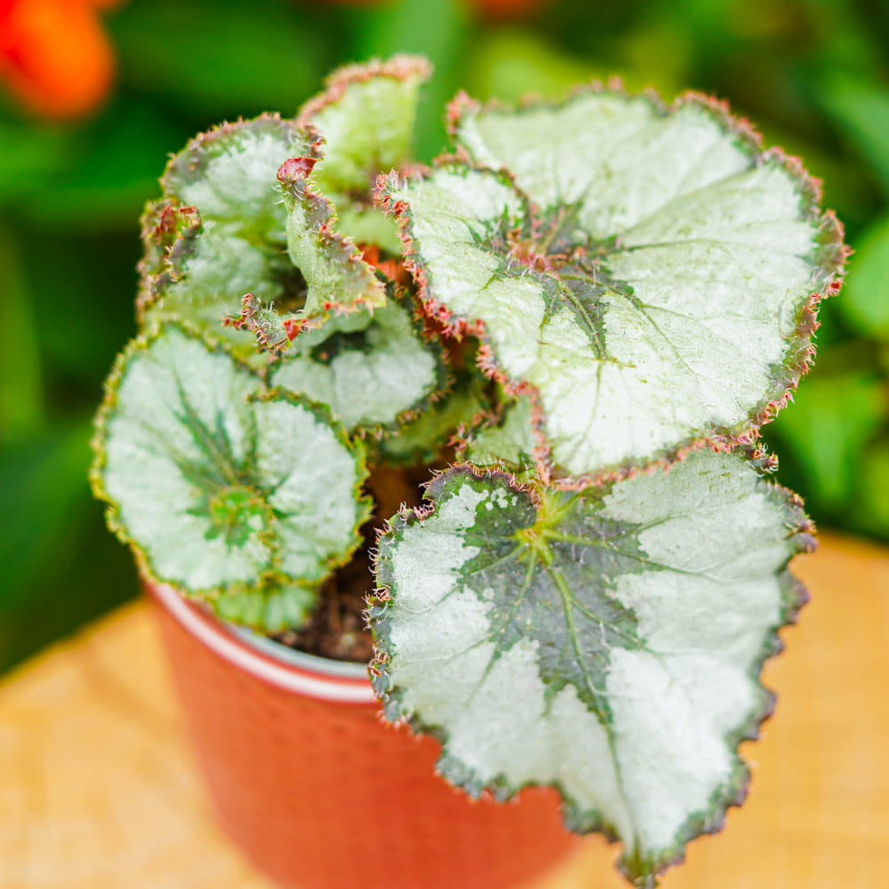 Begonia rex 'Escargot' ~ 12cm