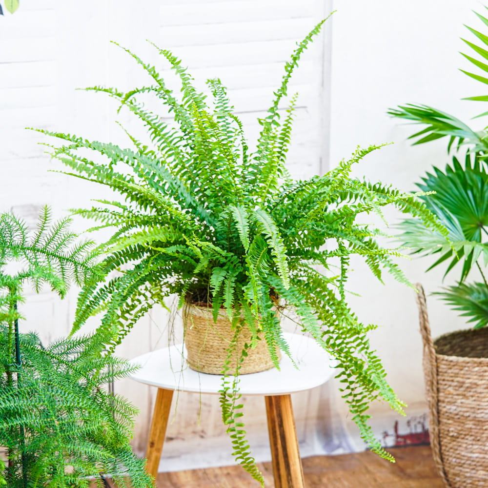Nephrolepsis 'Green Lady' ~ 45cm