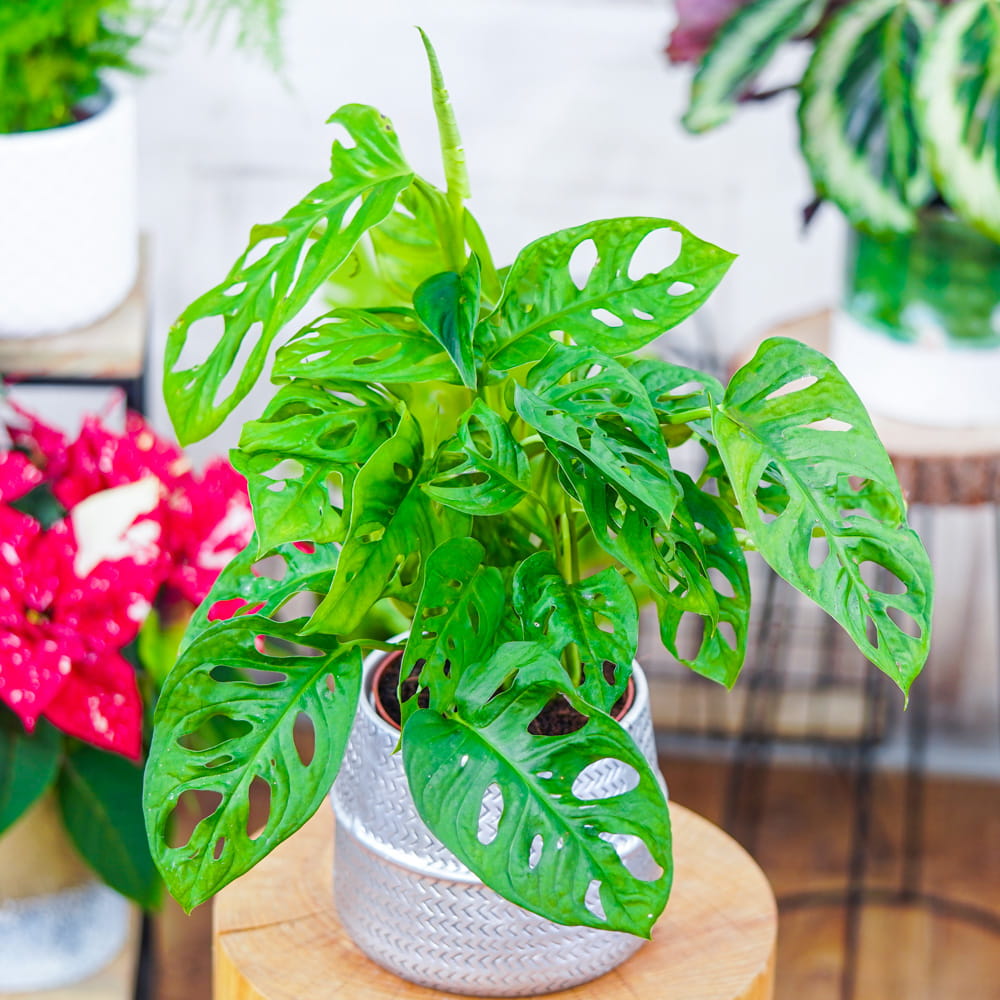 philodendron bob cee Philodendron (Florida Beauty × Mayoi) × Bob Cee Variegated – Siamplantes main image 0