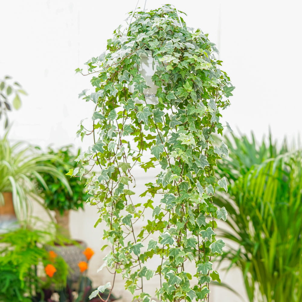 Hedera helix 'Eva' ~ 100cm - Sklep z rolinami CocaFlora