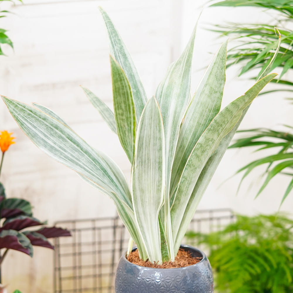 Sansevieria aubrytiana 'Metallica' ~ 40cm - Sklep z rolinami CocaFlora