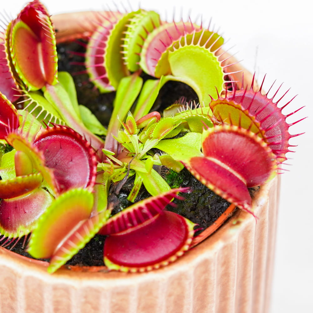 Dionaea muscipula 'Red Green' ~ 8cm