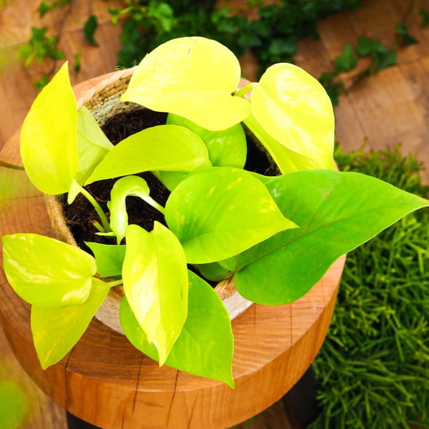 Epipremnum 'Neon/Golden Pothos' ~ 20cm