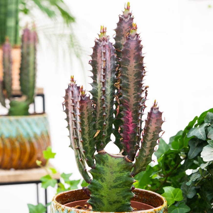 Euphorbia trigona 'Rubra' ~ 25cm