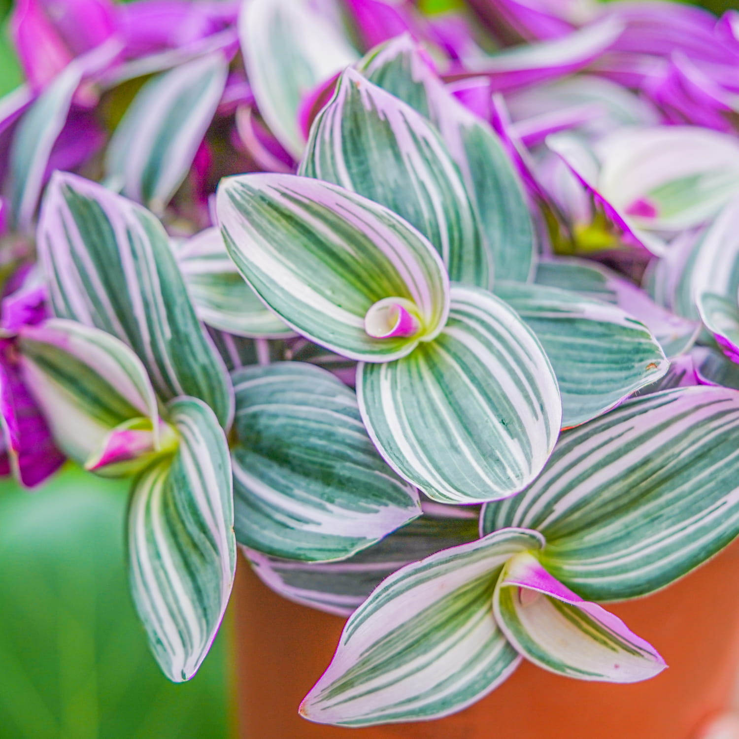 Tradescantia 'Nanouk' ~ 12cm
