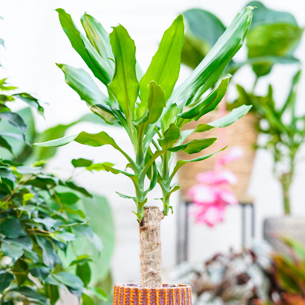 elefantenfu gro kaufen Beaucarnea recurvata
