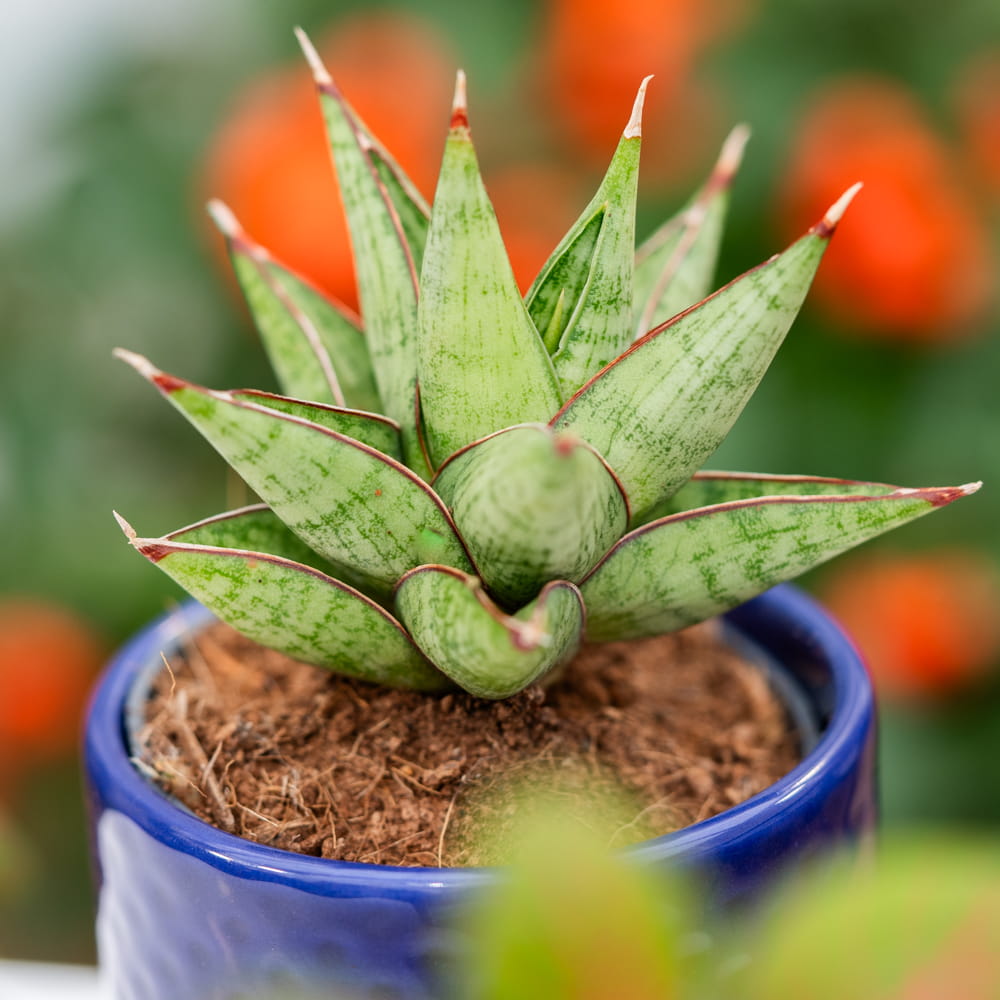 Sansevieria aubrytiana 'Crown Jewel' ~ 10cm - Sklep z