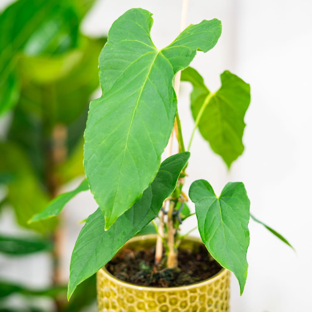 bonsai plant seed Bonsai Starter Kit