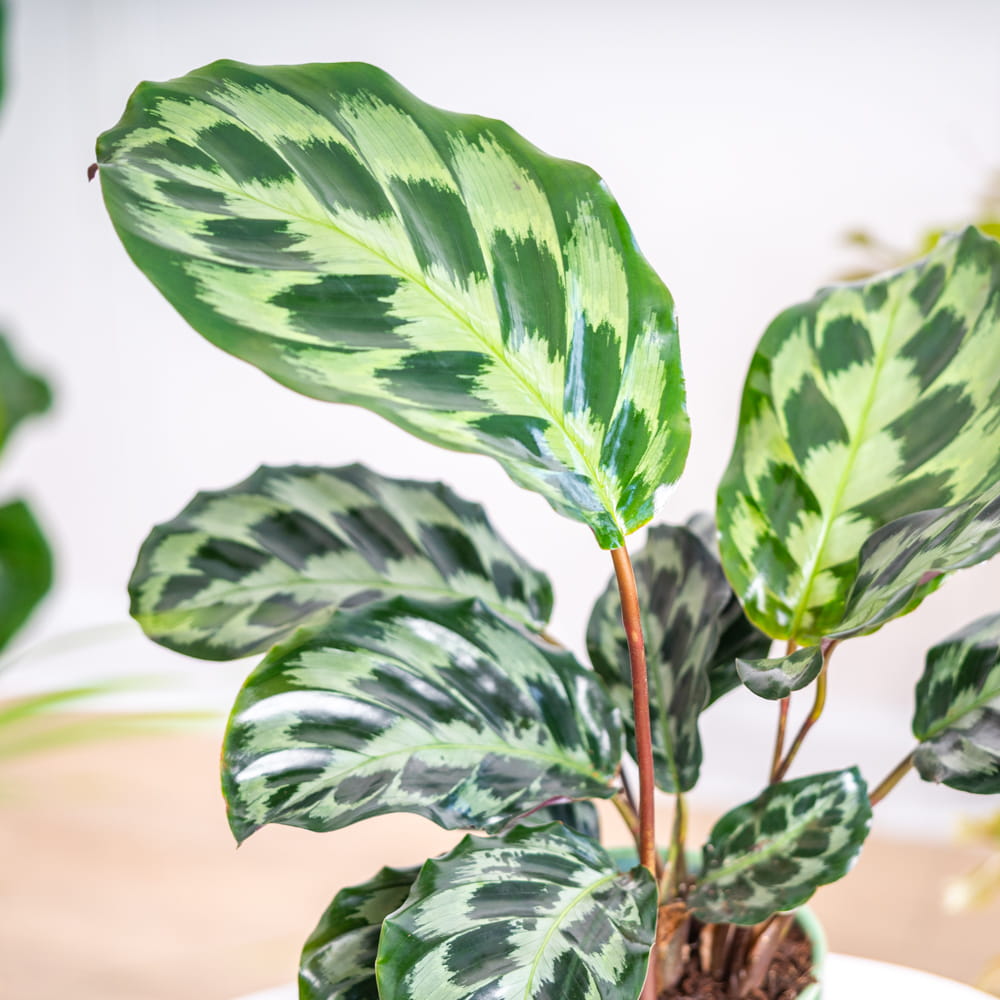 variegated calathea Calathea Thai Beauty – Urbane Eight Inc main image 1