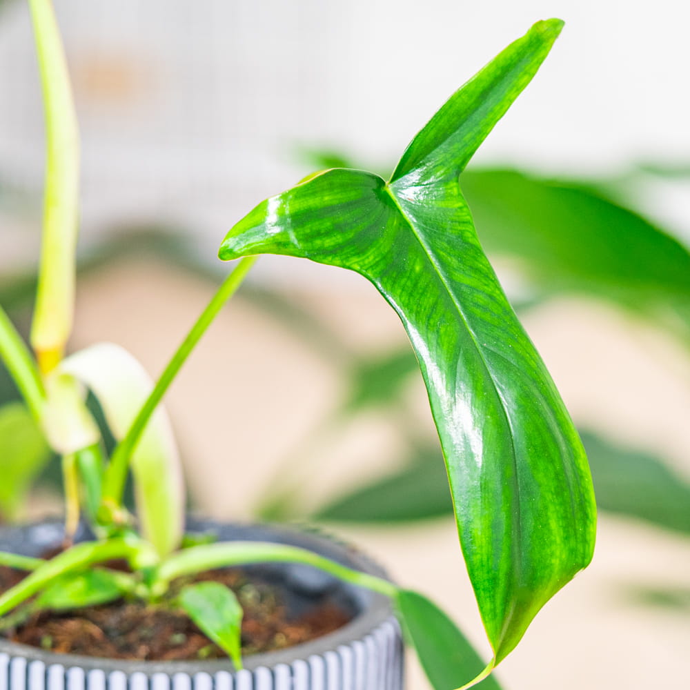 philodendron billietiae atabapoense Philodendron billietiae 4