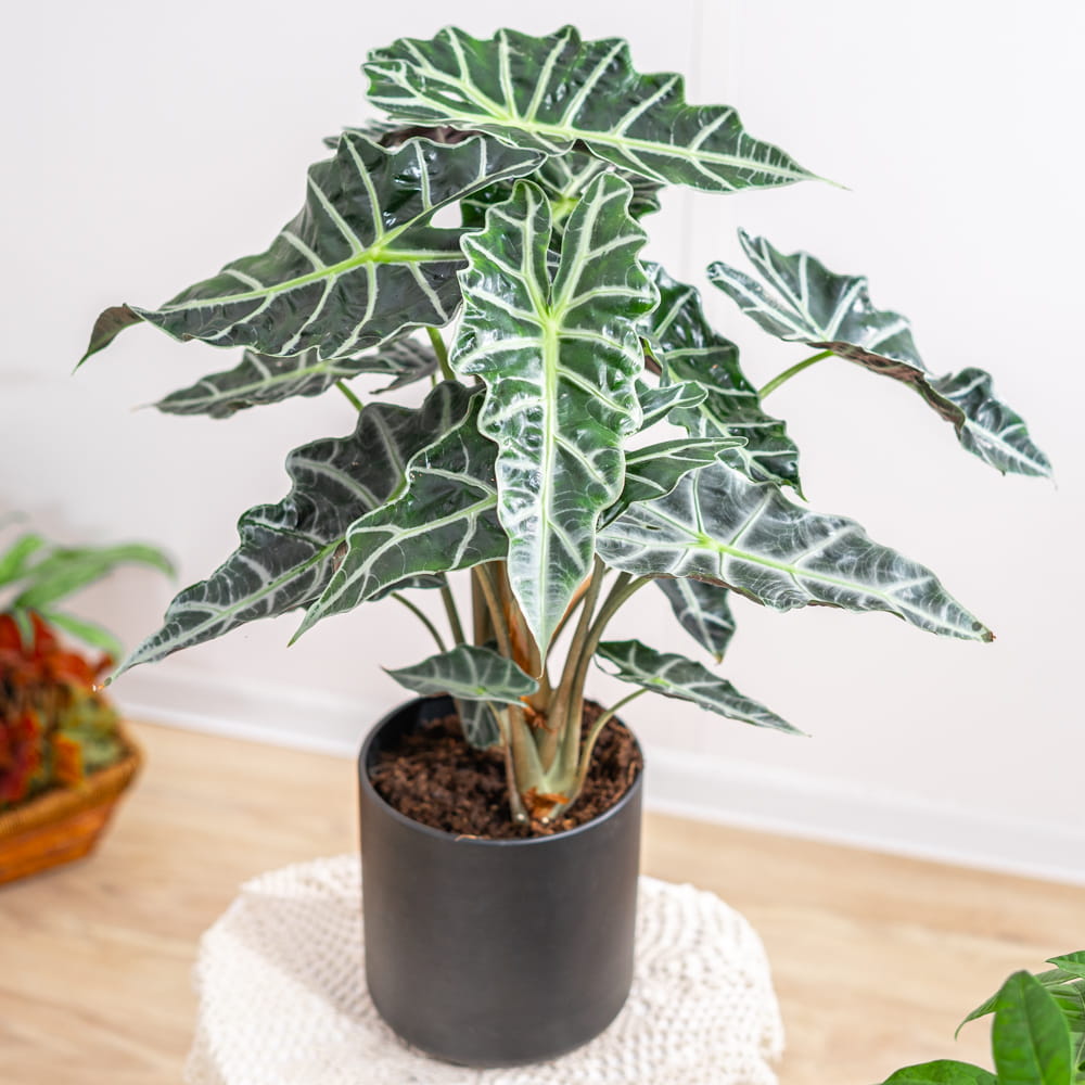 Alocasia amazonica 'Polly' ~ 55cm