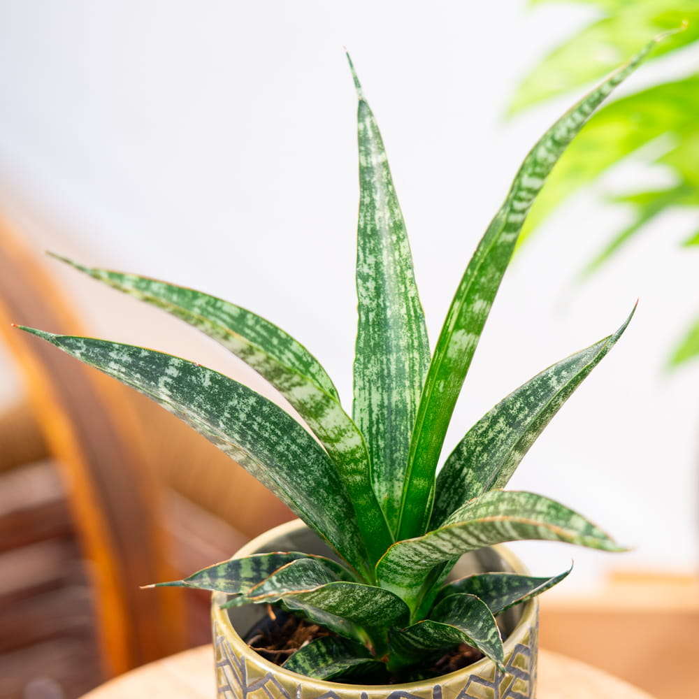 Sansevieria 'Tiger crown' ~ 25cm