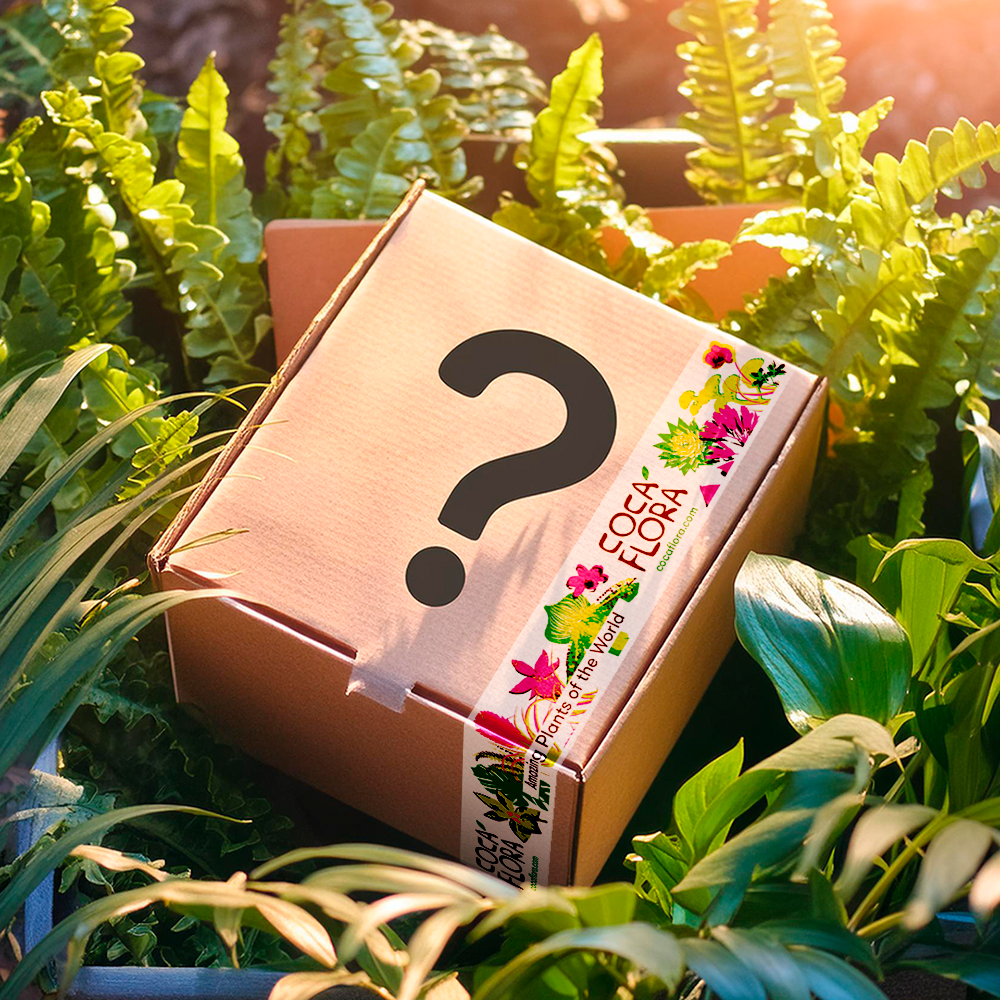 Mystery Box - Paczka Pełna Zieleni XL