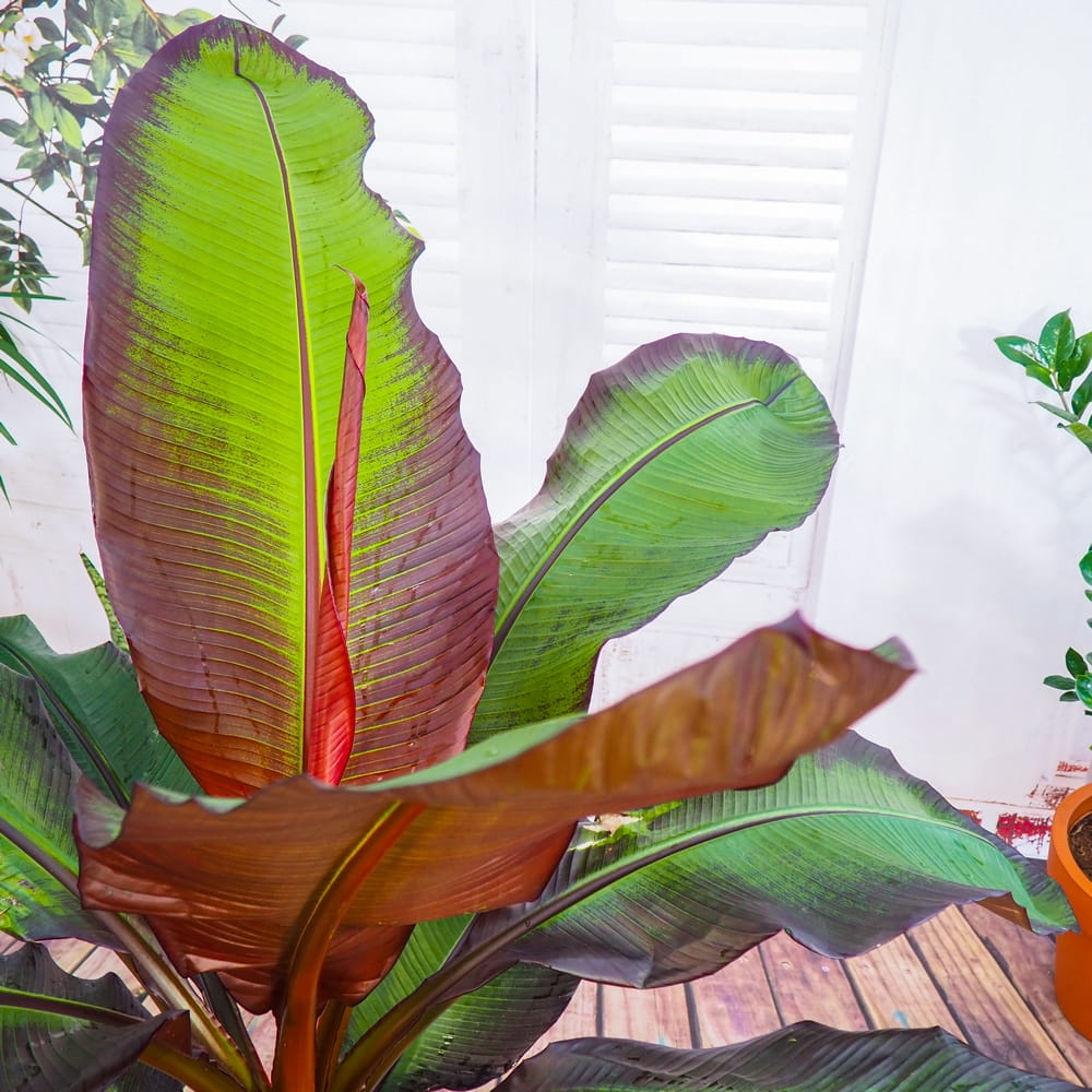 Musa ensete 'Maurelii' (bananowiec) ~ 40cm