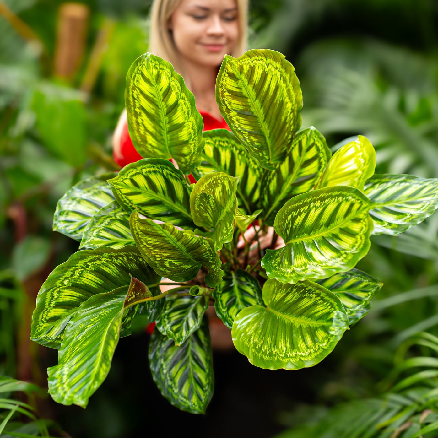 Calathea 'Flamestar' ~ 70cm - Sklep z rolinami CocaFlora
