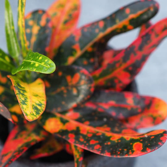 Codiaeum 'Red banana' ~ 15cm