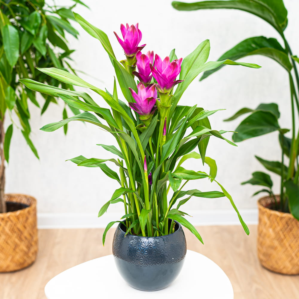 Curcuma 'Siam Sublim' ~ 50cm