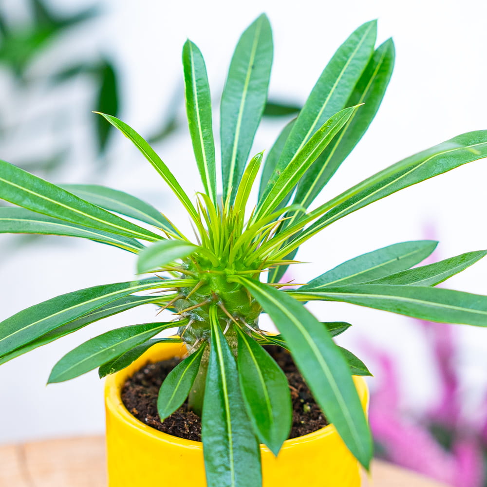 Pachypodium lamerei ~ 12cm
