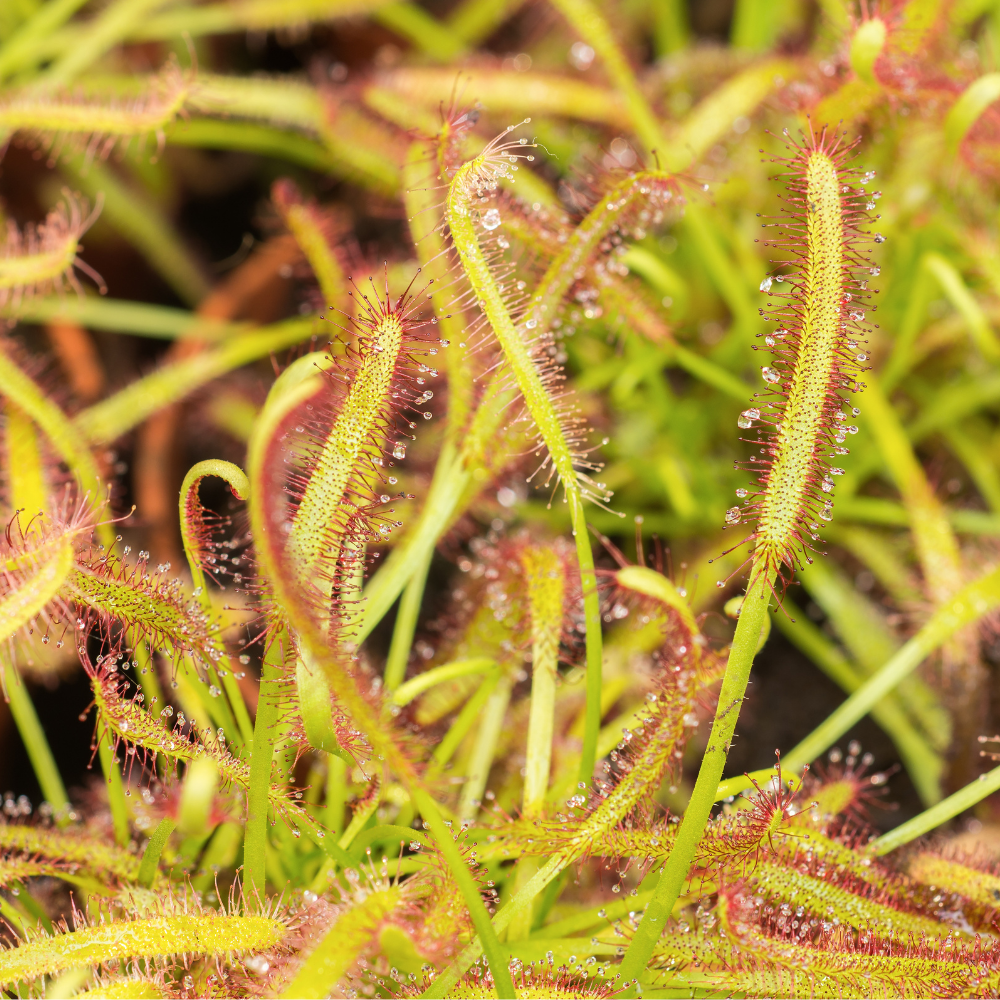 Drosera capensis ~ 12cm