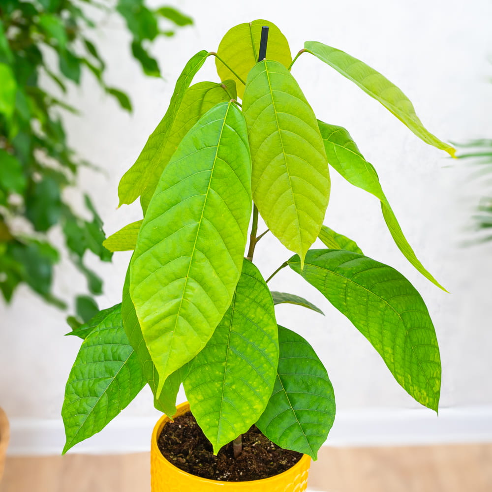 Theobroma Cacao (Kakaowiec Właściwy) ~ 60cm