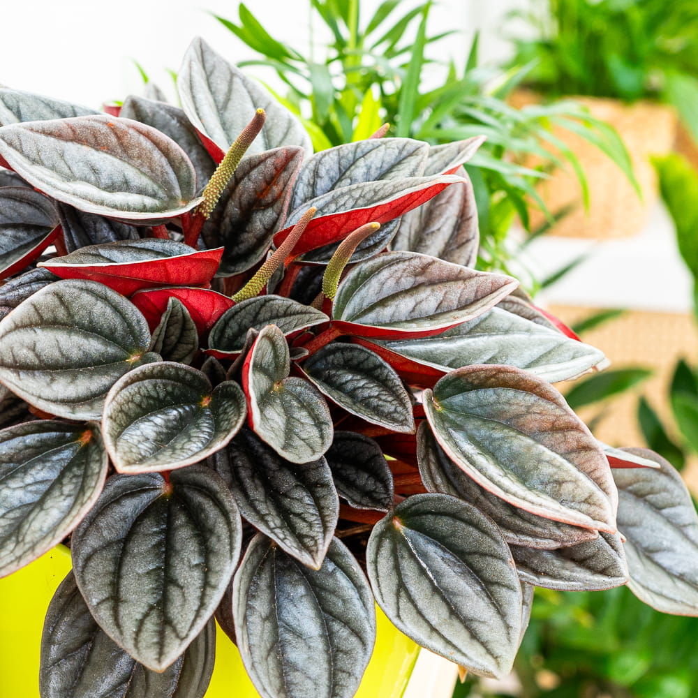 Peperomia 'Santorini' ~ 18cm