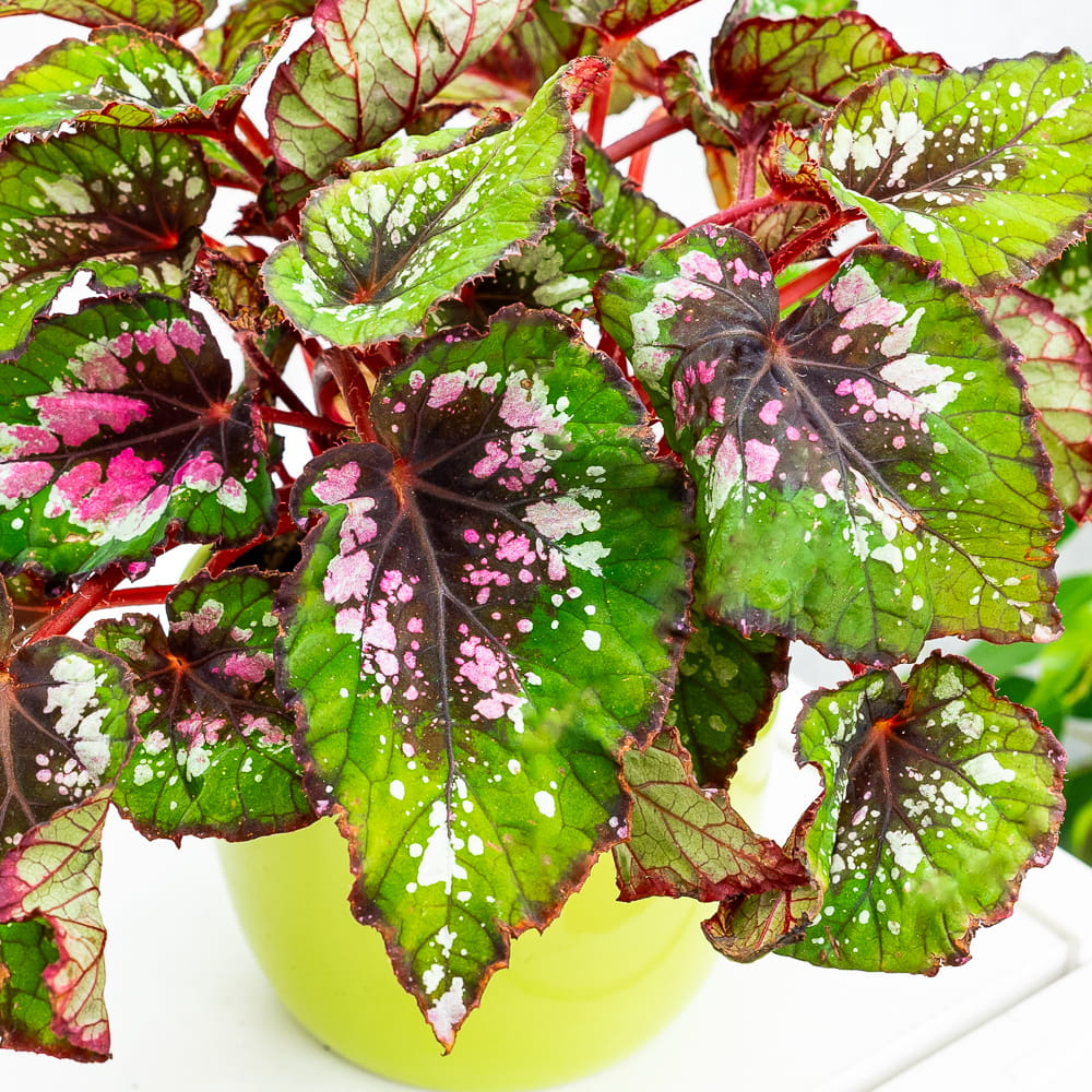 Begonia 'Alaska Creek' ~ 22cm