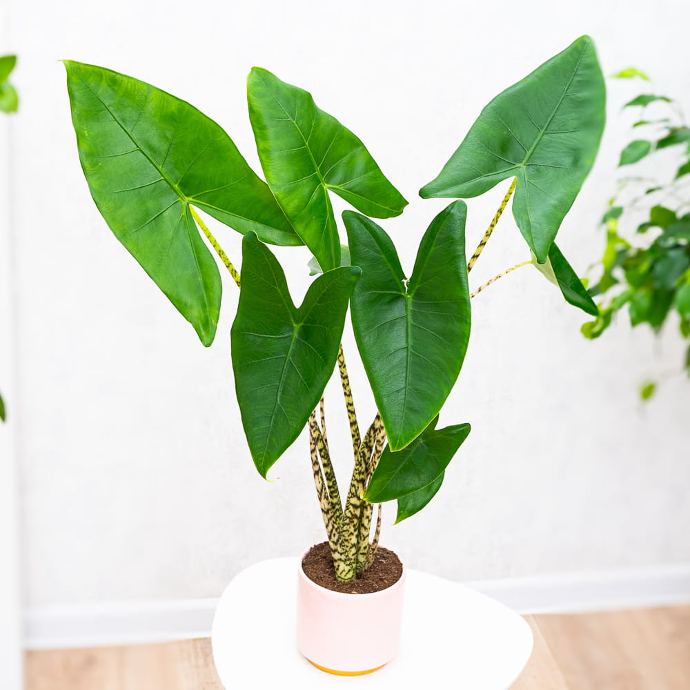 Alocasia zebrina ~ 45cm - Sklep z rolinami CocaFlora