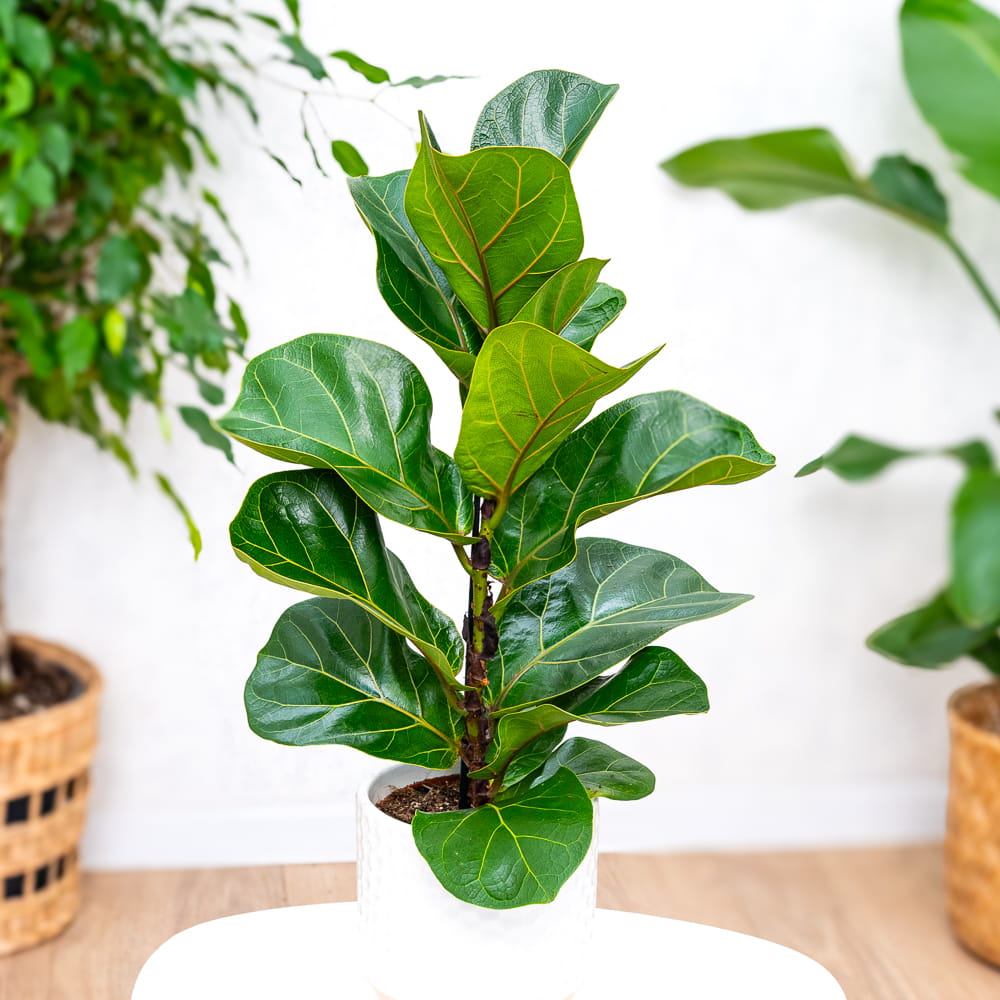 Ficus lyrata ~ 30cm