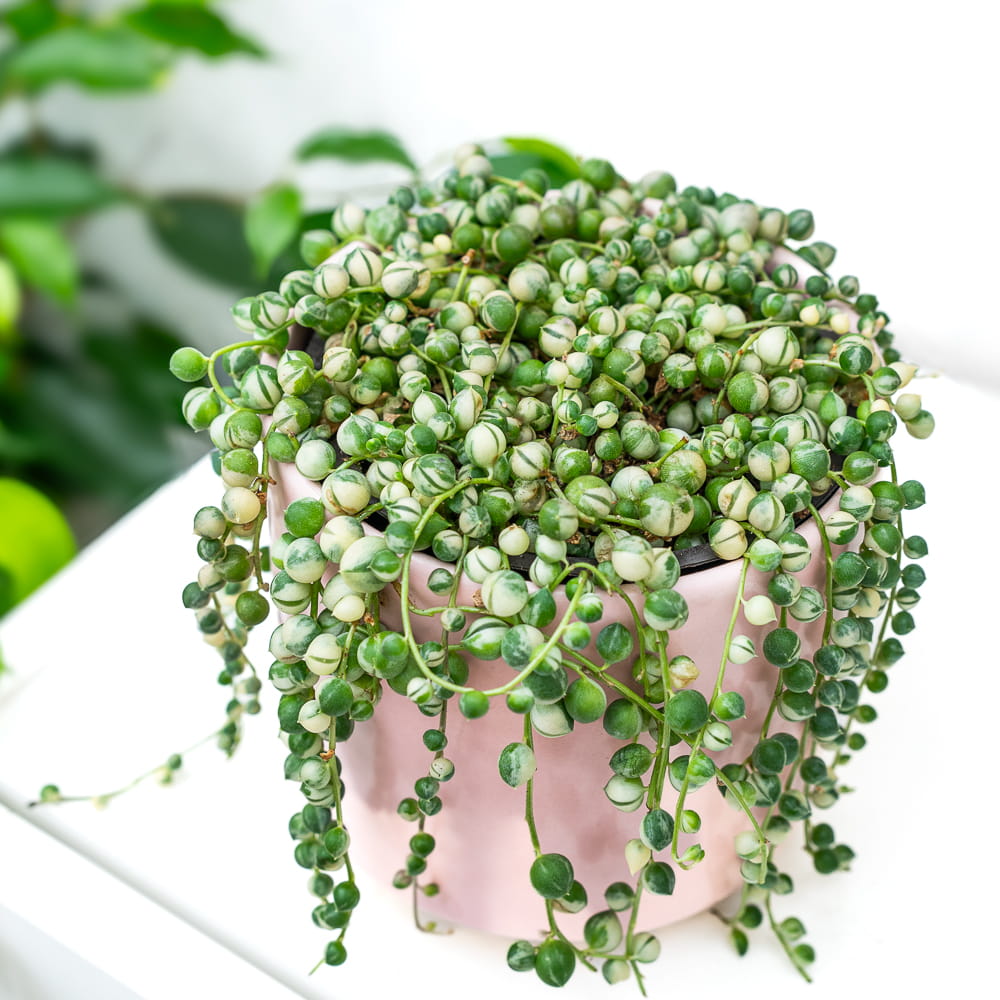 Senecio rowleyanus variegata ~ 15cm - Sklep z rolinami CocaFlora