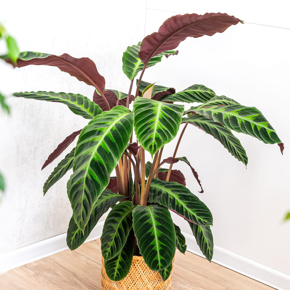 Calathea warscewiczii ~ 100cm - Sklep z rolinami CocaFlora