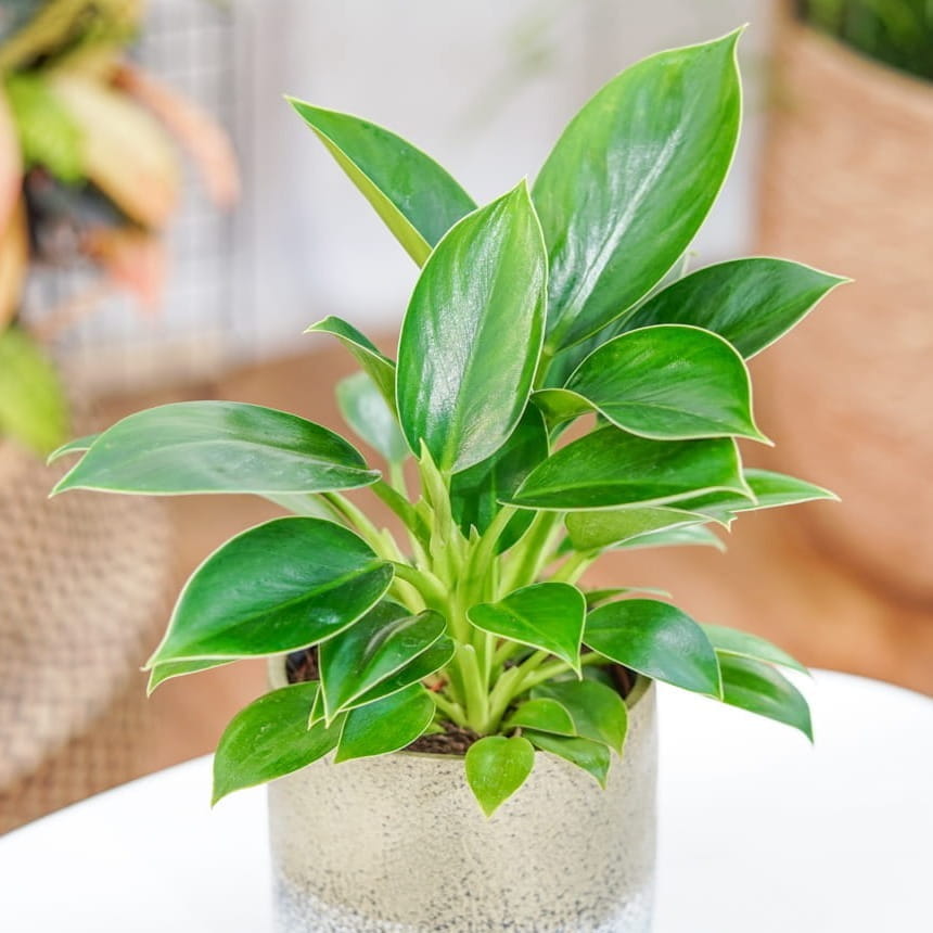 Philodendron 'Green Princess' ~ 25cm