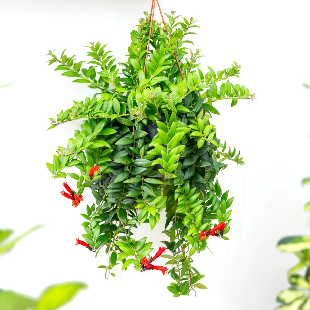 Aeschynanthus 'Caro Improved' ~ 50cm