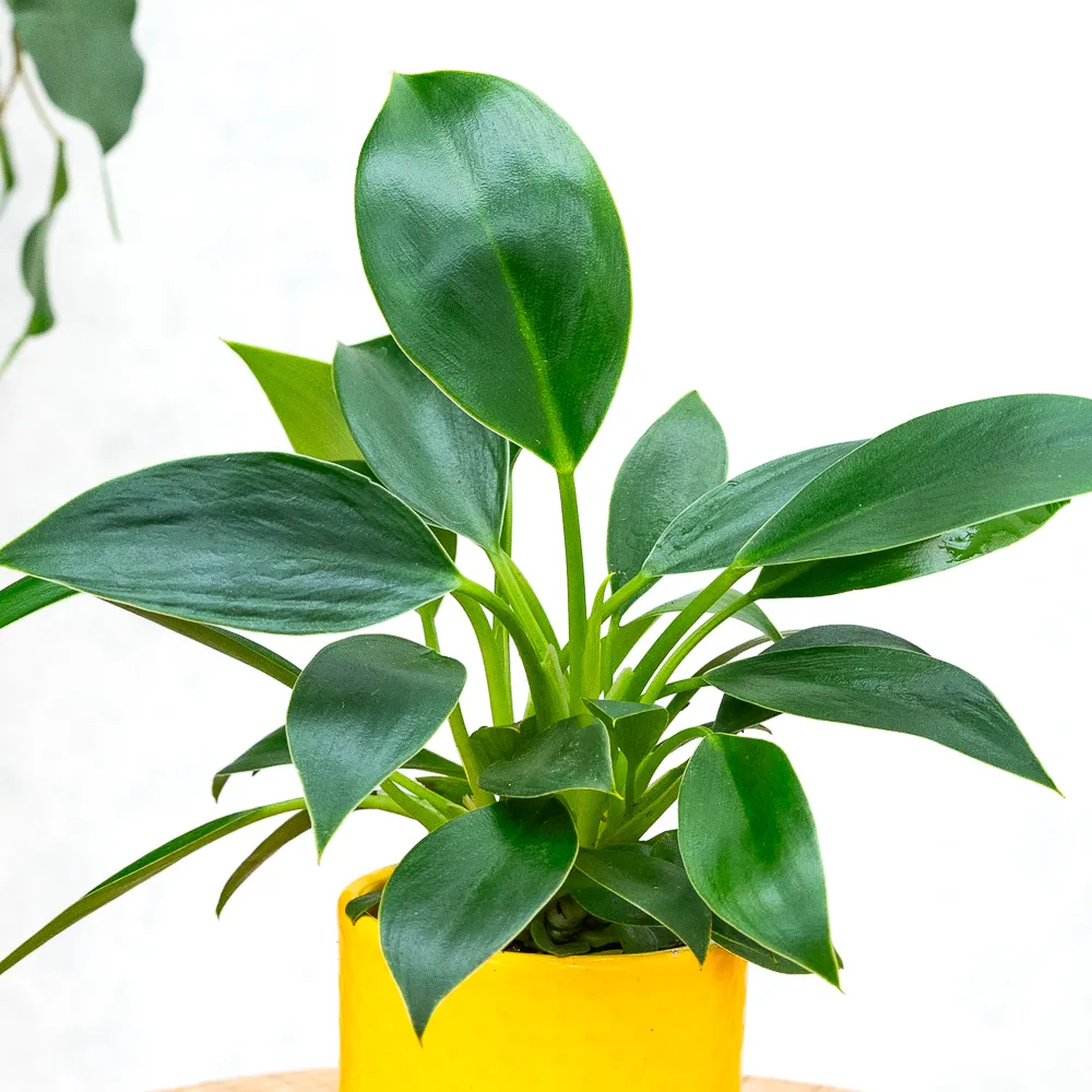 Philodendron 'Green Princess' ~ 12cm - Sklep z rolinami CocaFlora